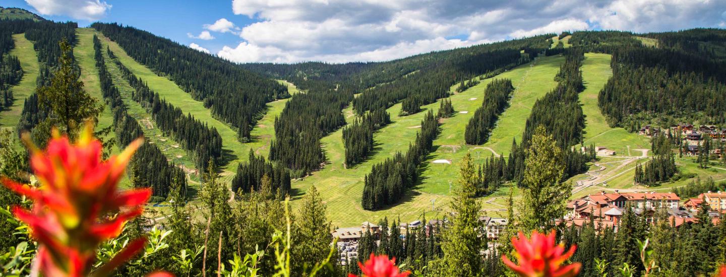 view of ski hill in summer