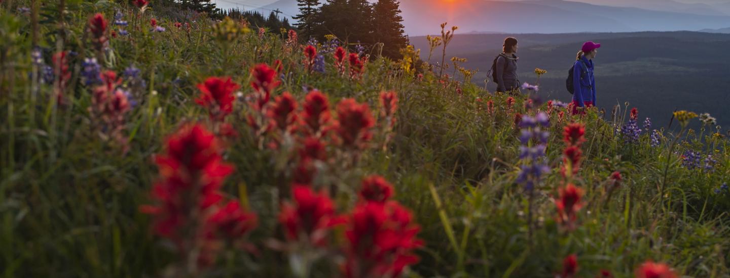 SUMMER FLOWERS